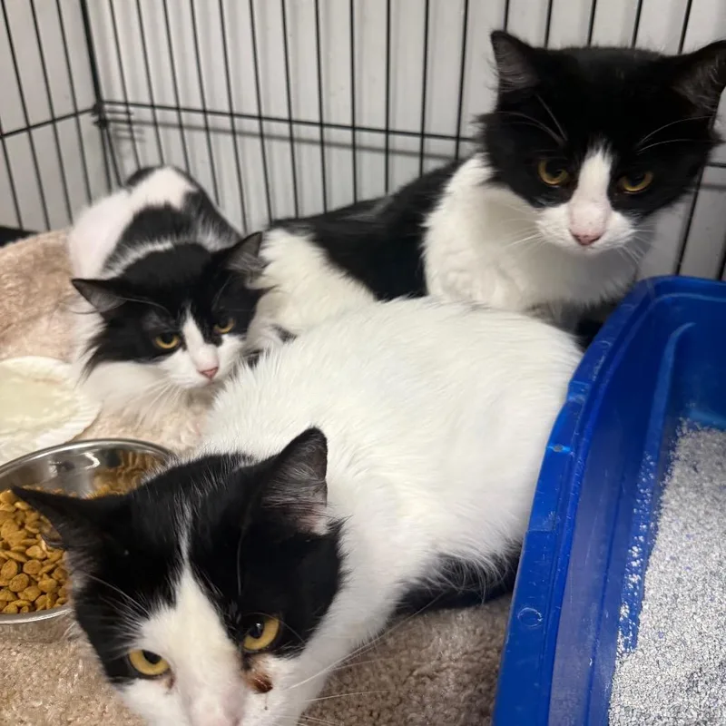 Christie thumbnail 2