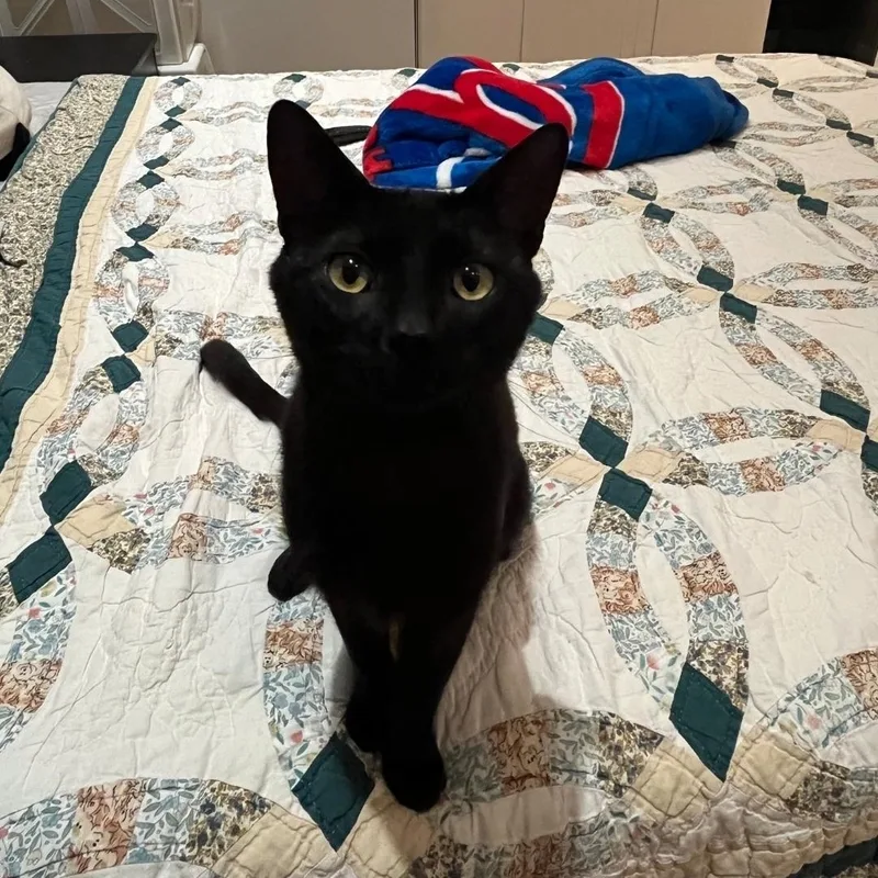 An adult medium-sized male Black Domestic Short Hair cat named Moose for adoption in Chicago, IL