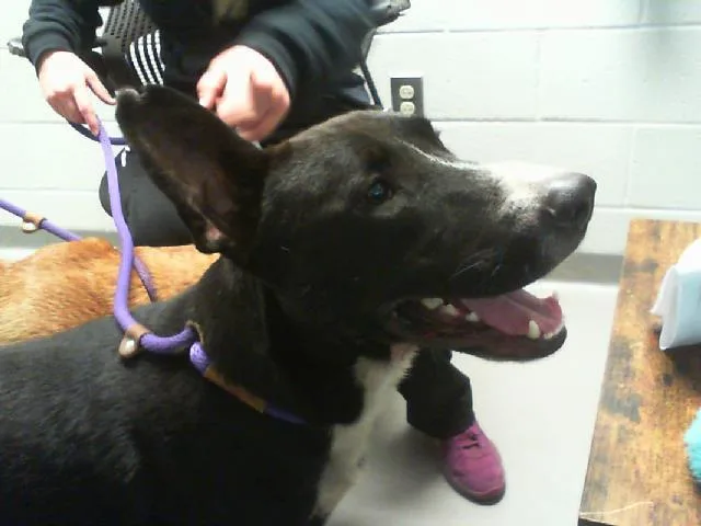 An adult large-sized male Labrador Retriever dog named A for adoption in Charlotte, NC