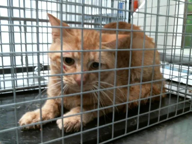 An adult large-sized male Domestic Short Hair cat named A for adoption in Houston, TX