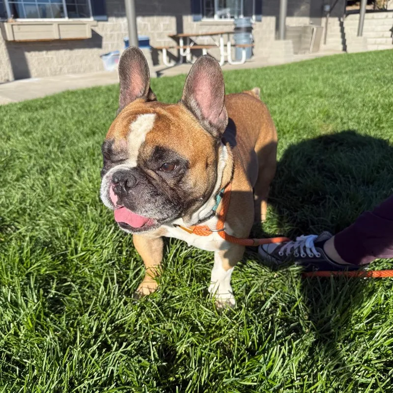 An adult medium-sized male Yellow / Tan / Blond / Fawn French Bulldog dog named Pluto for adoption in Bend, OR