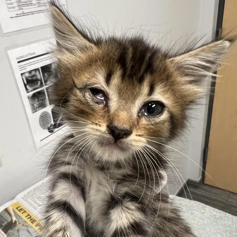 A baby small-sized male Brown / Chocolate Domestic Medium Hair cat named Sea Shores for adoption in Jacksonville, FL