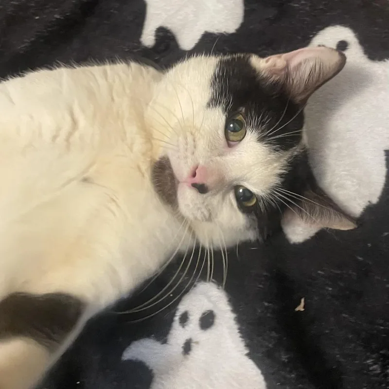 An adult medium-sized male White Domestic Short Hair cat named Ferdinand for adoption in Tacoma, WA