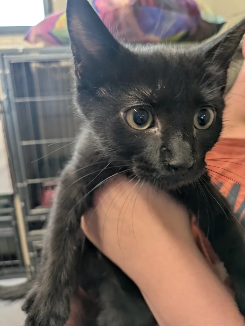 A young small-sized male Black Domestic Short Hair cat named Pork for adoption in Bedford, VA