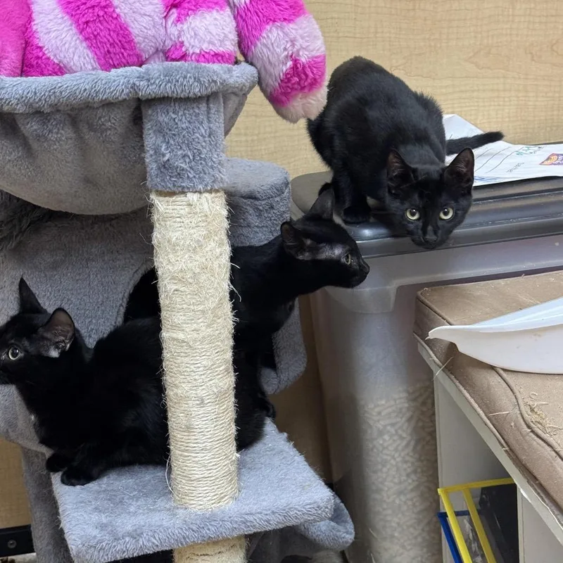 A baby small-sized female Black Domestic Short Hair cat named Pebble for adoption in Oceanside, NY