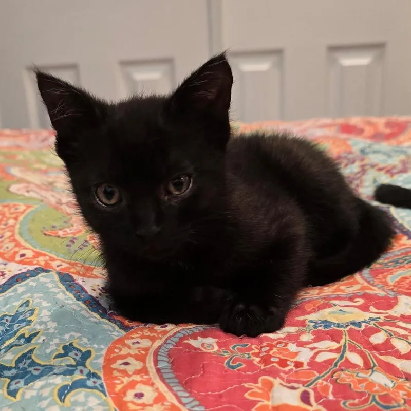 A baby small-sized male Black Domestic Short Hair cat named Teddy for adoption in Mount Laurel, NJ
