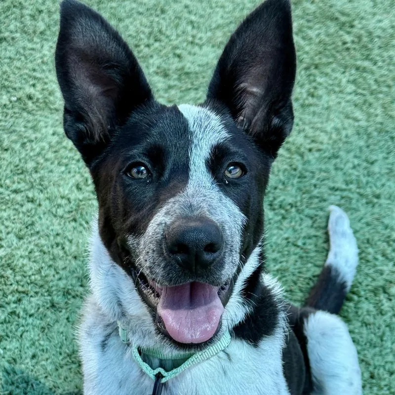 A baby medium-sized male Black Cattle Dog dog named Ricky Bobby for adoption in Fresno, CA