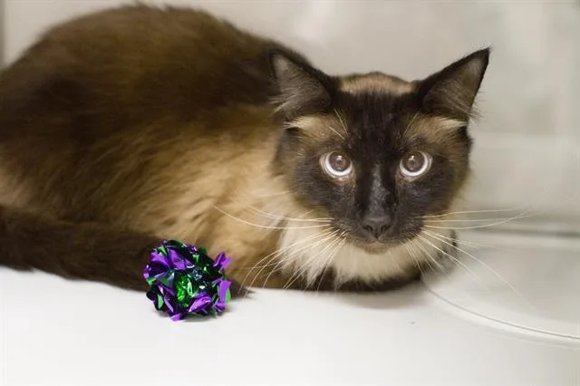 An adult small-sized male Domestic Medium Hair cat named Sinatra for adoption in South Lake Tahoe, CA