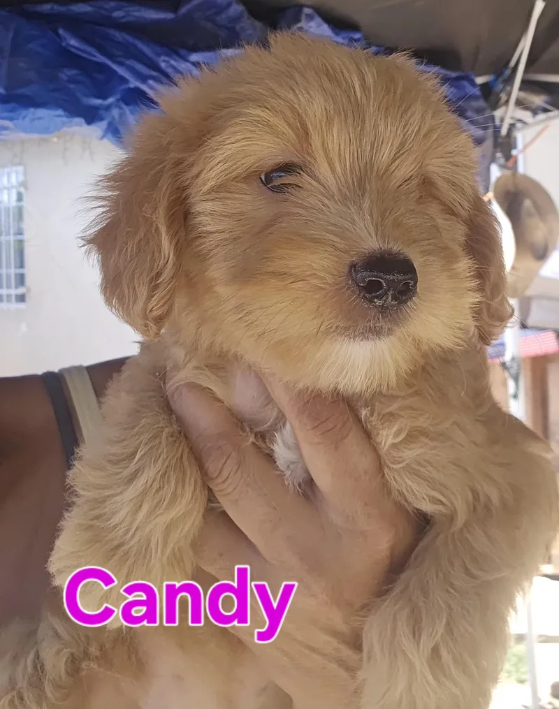Candy