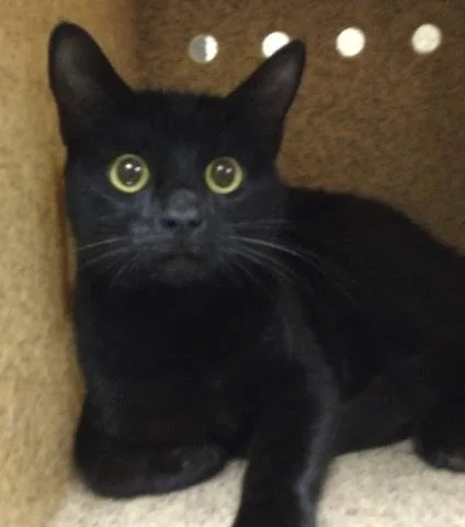 A young small-sized female Domestic Short Hair cat named Thelma for adoption in Riverside, CA