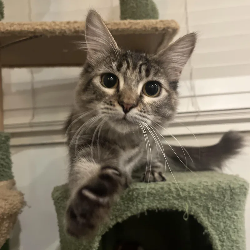 A baby medium-sized female Torbie Domestic Long Hair cat named Sparrow for adoption in Orange, CA