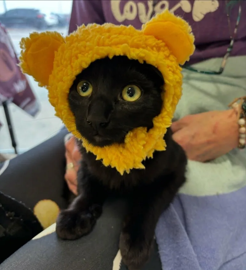 The Ozzy Man thumbnail 2