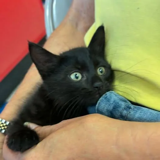 The Ozzy Man thumbnail 3