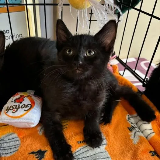 The Ozzy Man thumbnail 4