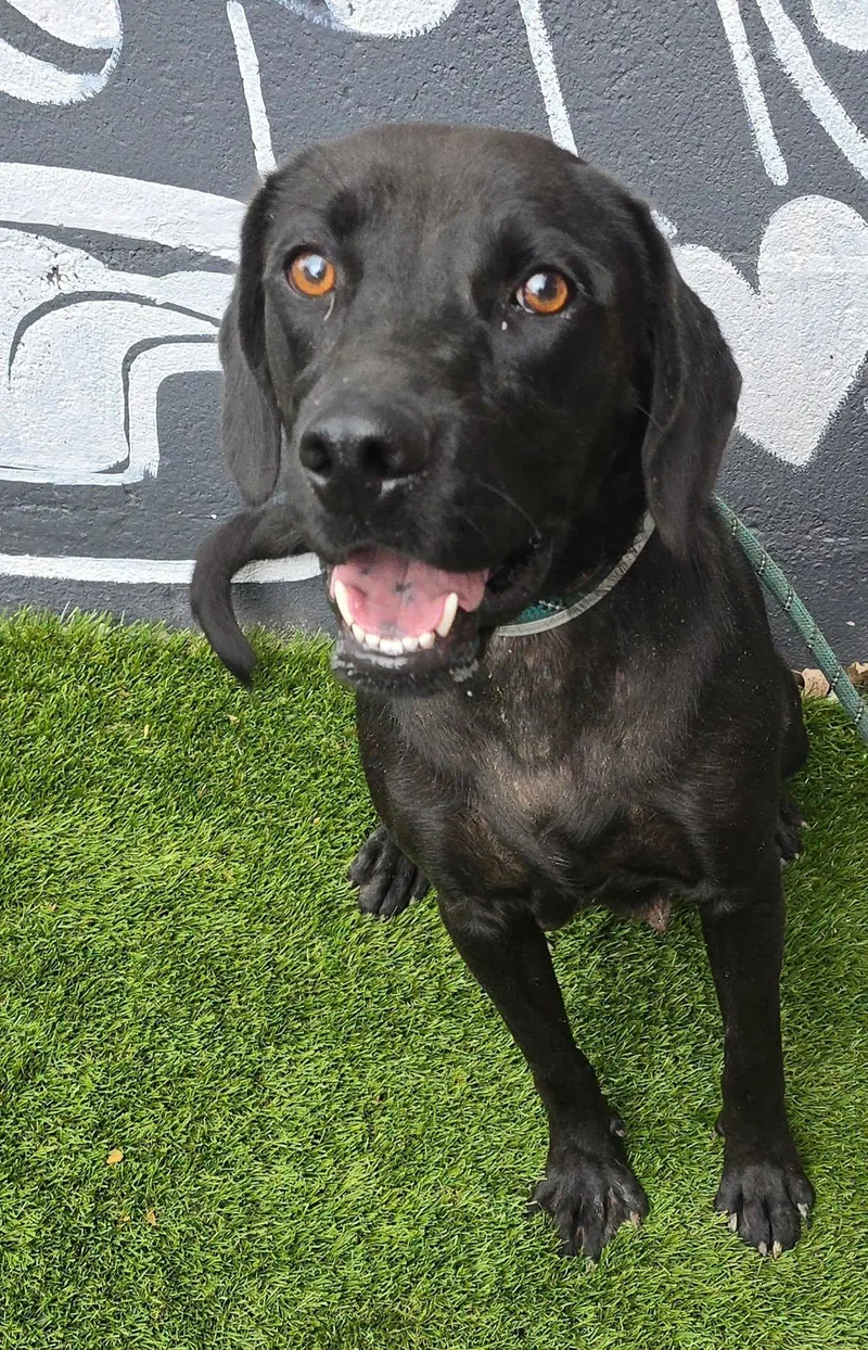 A young medium-sized female Black Labrador Retriever dog named Meadow for adoption in Newport, TN