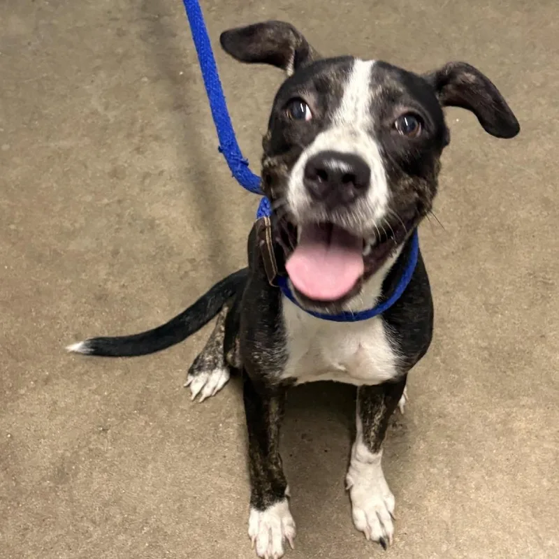 An adult medium-sized female Black Pit Bull Terrier dog named Madeline for adoption in Beaumont, TX