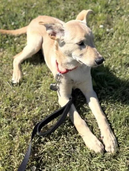A baby medium-sized female Mixed Breed dog named Nat for adoption in West Chester, PA