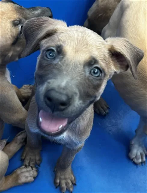 A baby large-sized male Mixed Breed dog named Jasper for adoption in Dallas, TX