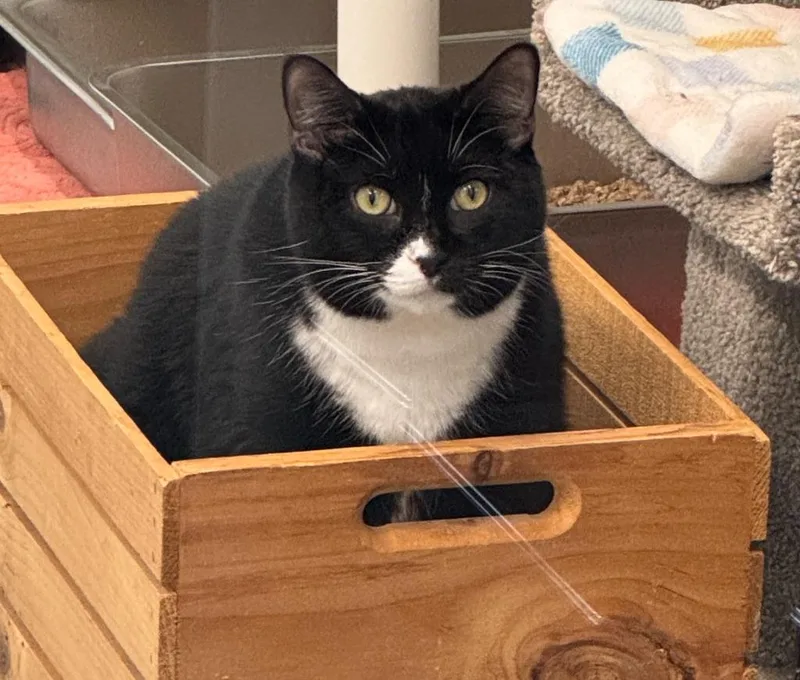 An adult medium-sized male Domestic Short Hair cat named Micah for adoption in Cumberland, ME