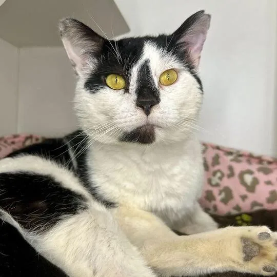 Bingo Bob thumbnail 2