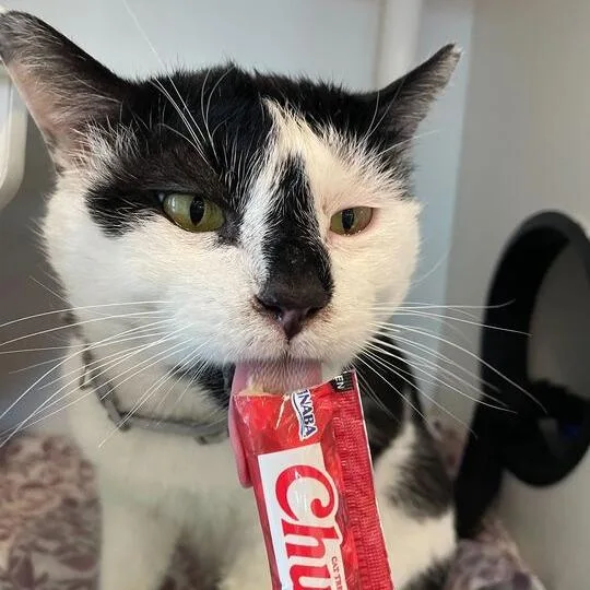 Bingo Bob thumbnail 3