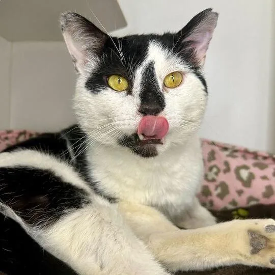 Bingo Bob thumbnail 4