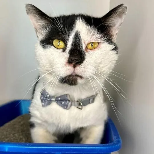 Bingo Bob thumbnail 5