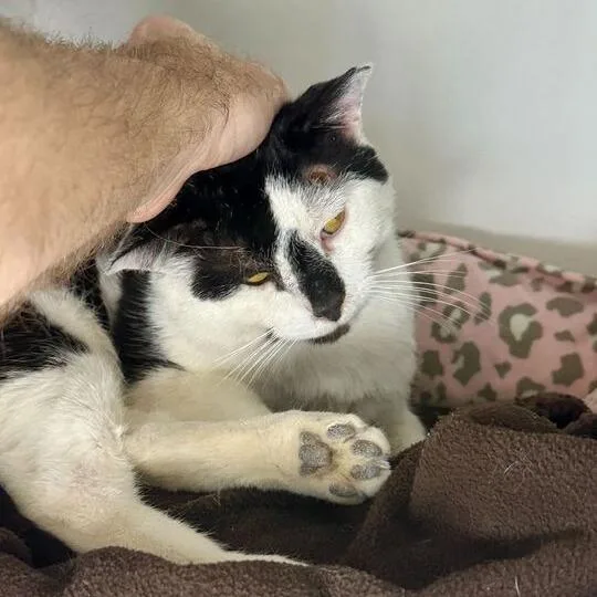 Bingo Bob thumbnail 6