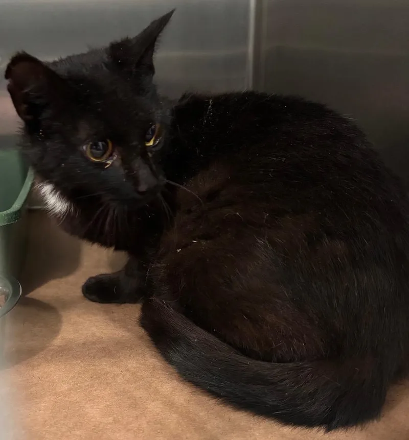 A young medium-sized female Domestic Short Hair cat named Konga for adoption in Cartersville , GA