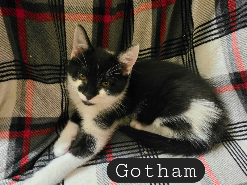 Gotham