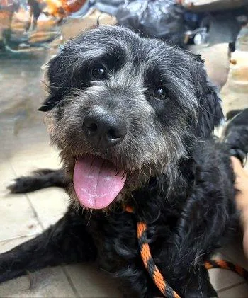A young medium-sized male Black Schnoodle dog named Happy for adoption in Bedford Hills, NY
