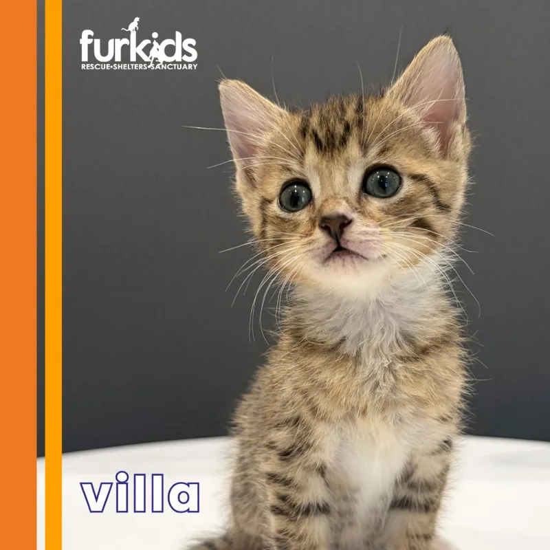 A baby small-sized female Domestic Short Hair cat named Villa for adoption in Cumming, GA