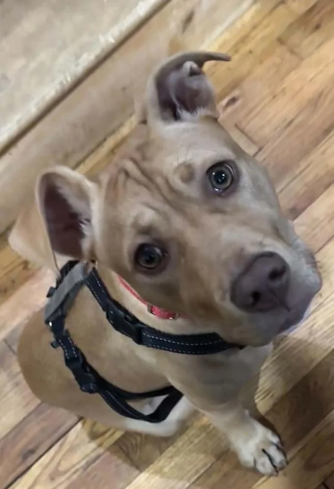 Peaches thumbnail 4