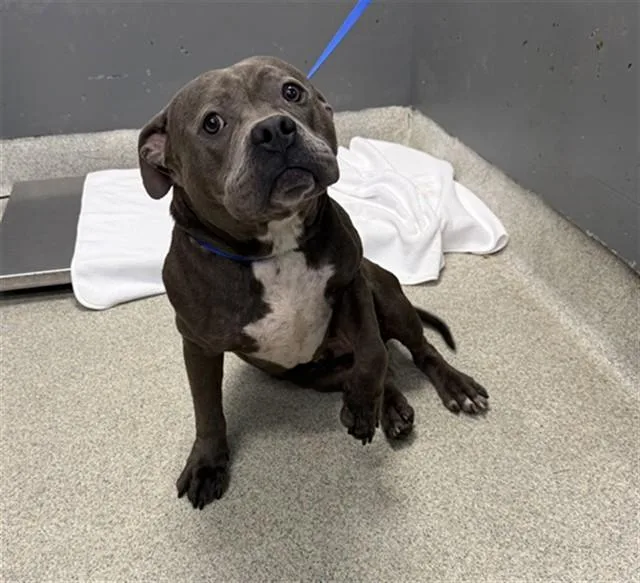 A young medium-sized male American Bulldog dog named Guppy for adoption in Tallahassee, FL