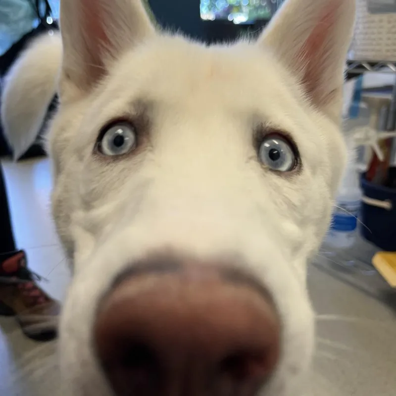 Timber thumbnail 5