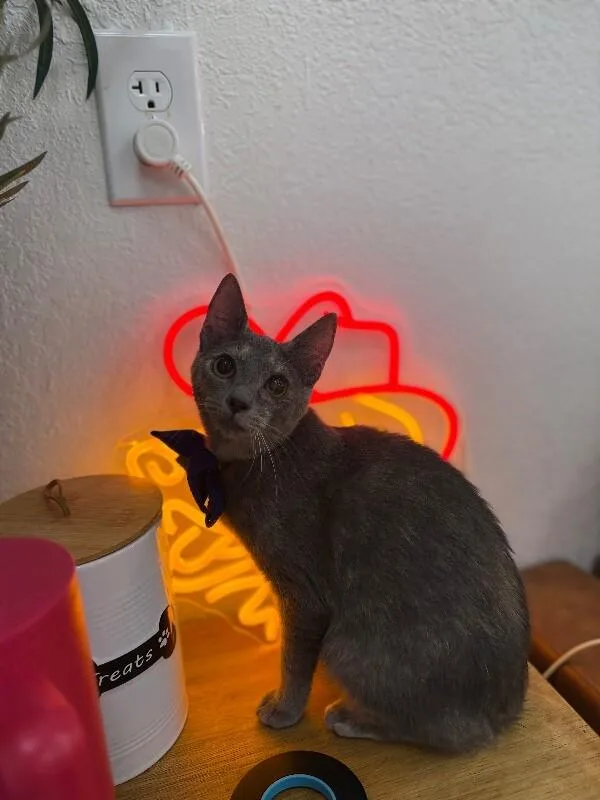 A young medium-sized female Dilute Calico cat named Abilene Meowling for adoption in Friendswood, TX