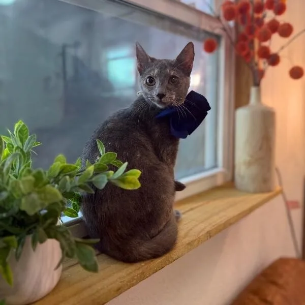 Abilene Meowling thumbnail 2