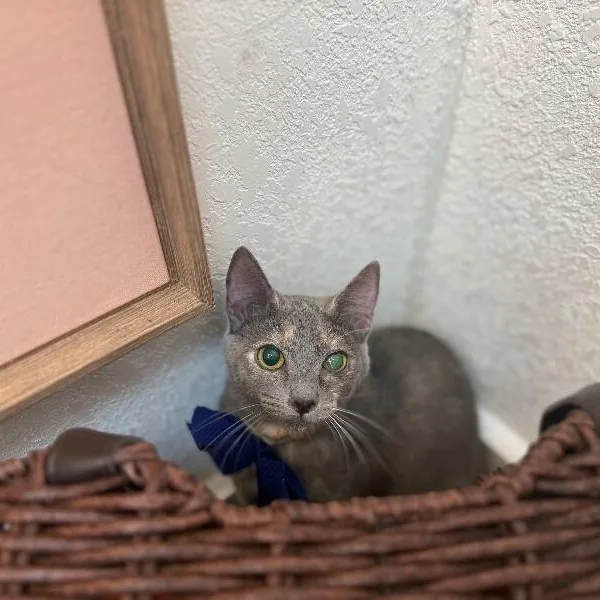 Abilene Meowling thumbnail 3