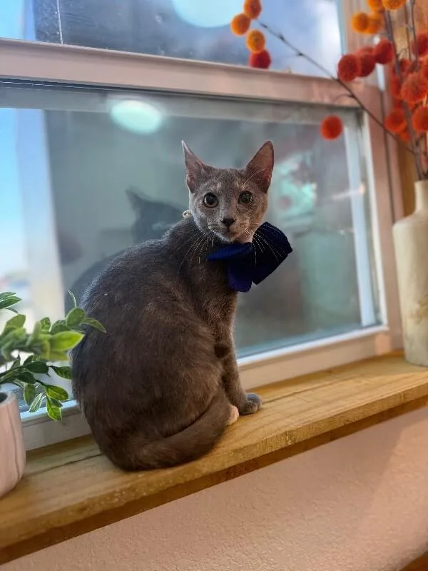 Abilene Meowling thumbnail 4