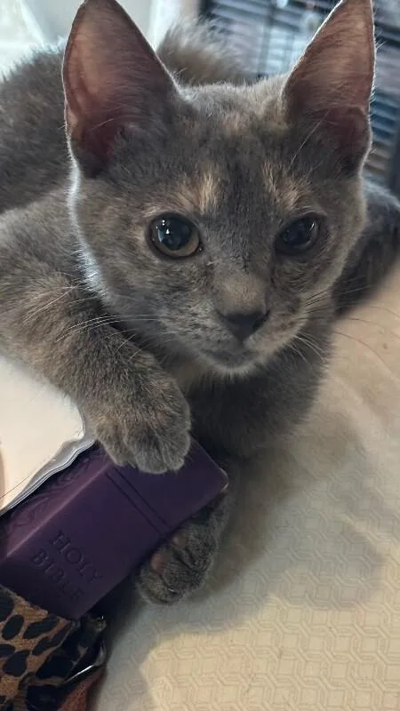 Abilene Meowling thumbnail 5
