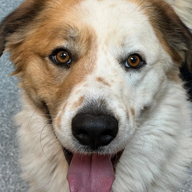 An adult large-sized male Brown / Chocolate Cattle Dog dog named Picchu for adoption in Durango, CO