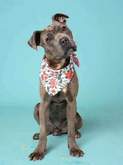 An adult large-sized male Pit Bull Terrier dog named Rocco for adoption in Atlanta, GA