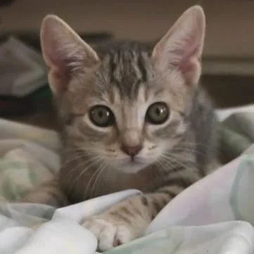 A baby small-sized female Gray / Blue / Silver Domestic Short Hair cat named Weslie for adoption in Los Angeles, CA