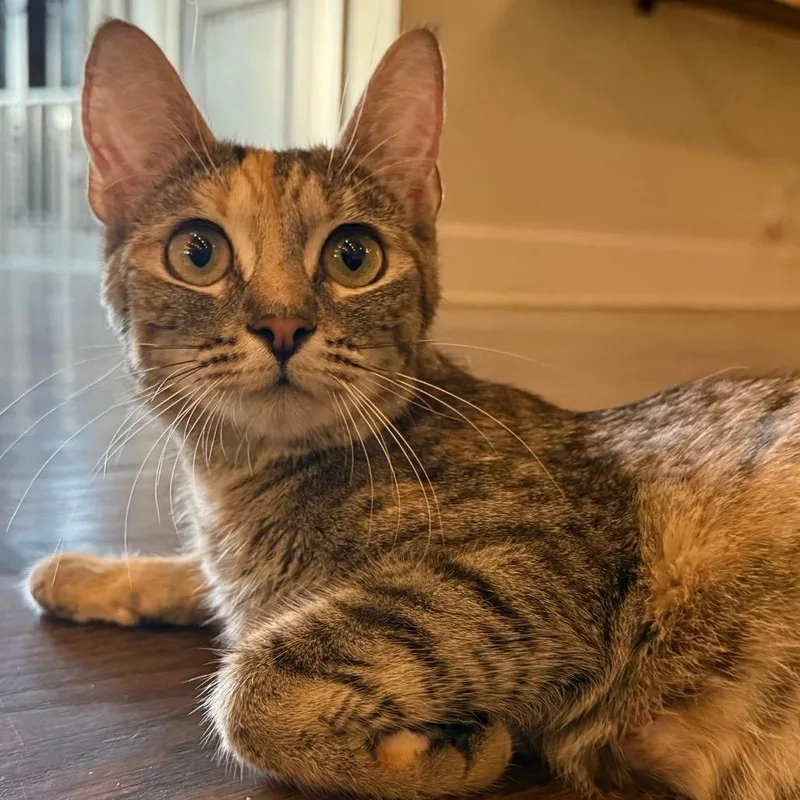 A young medium-sized female Domestic Short Hair cat named Simone for adoption in Cumming, GA