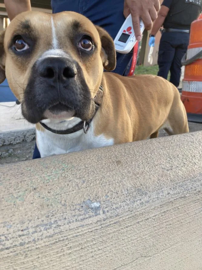 A young large-sized male Mixed Breed dog named Triger for adoption in Dallas, TX