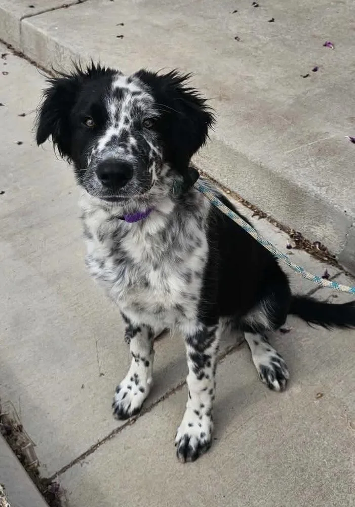 A baby medium-sized male Tricolor (Brown, Black, & White) Spaniel dog named Archer for adoption in Wolcott, CT