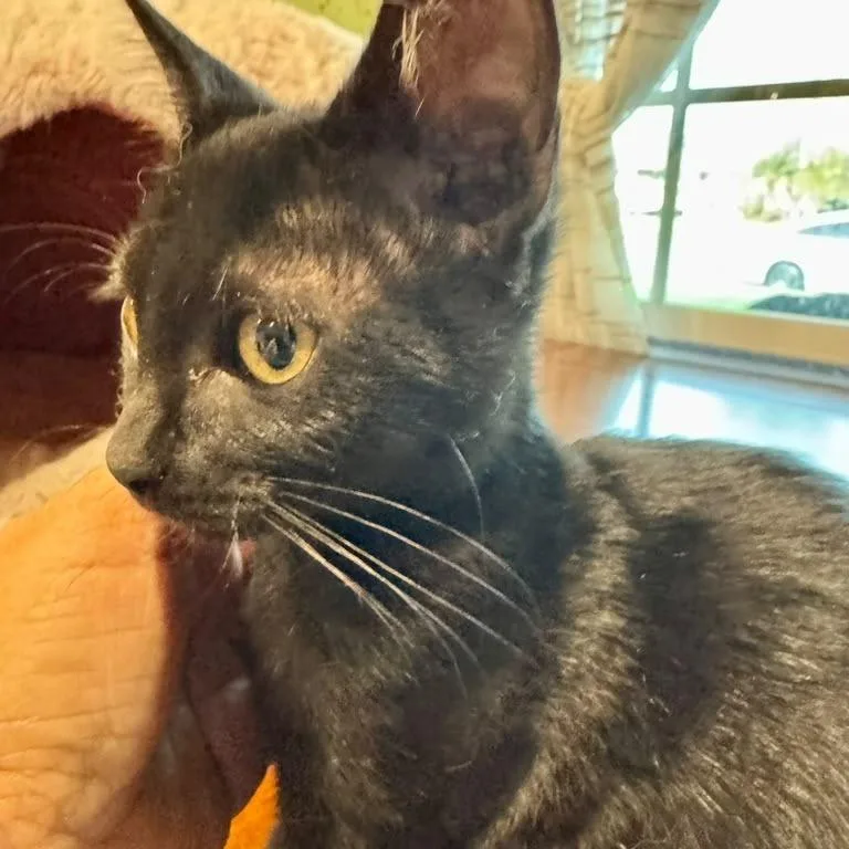 A baby small-sized female Black Domestic Short Hair cat named Coco for adoption in Long Beach, CA