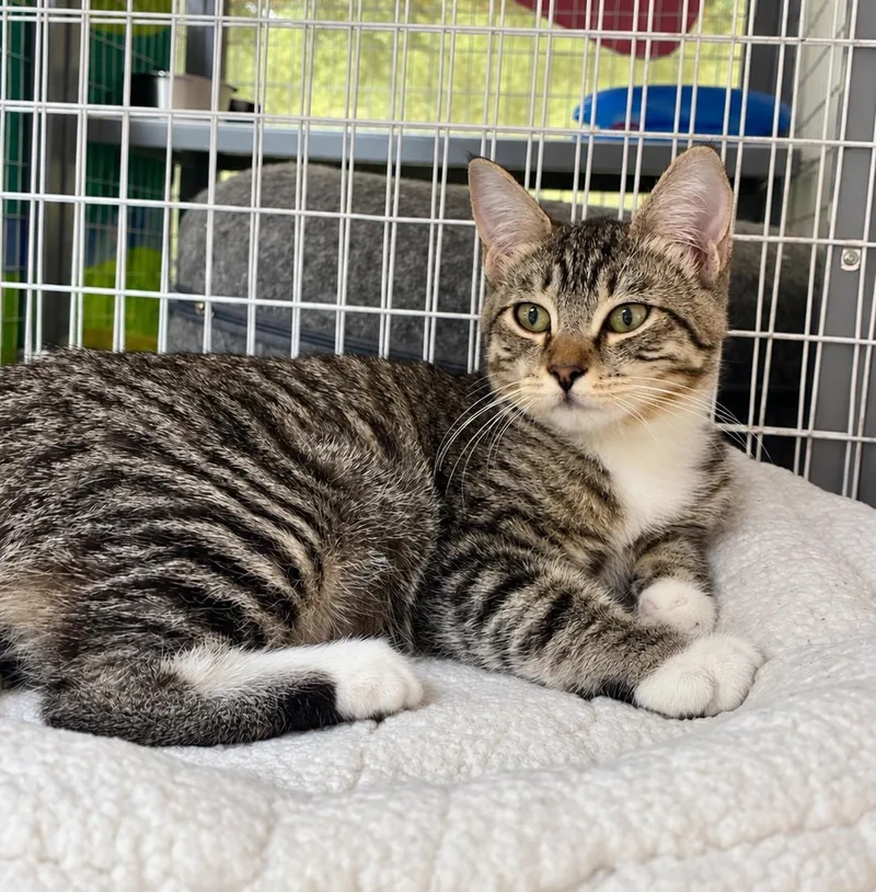 A baby medium-sized female Tabby (Brown / Chocolate) Domestic Short Hair cat named Mittens for adoption in Lodi, CA