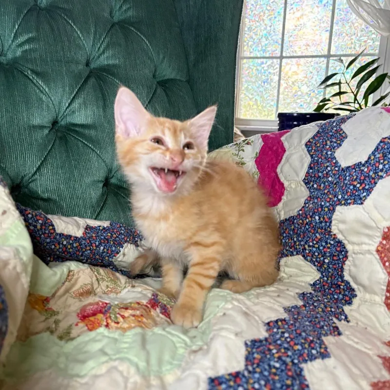 A baby medium-sized male Tabby (Orange / Red) Domestic Medium Hair cat named Sprite for adoption in Lexington, KY