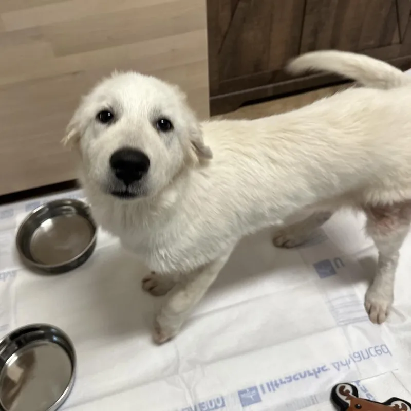 A young large-sized male White / Cream Great Pyrenees dog named Whicket for adoption in San Antonio, TX